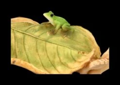 Pixie Kobold Figur - Blätter Bett 2er Set -Charaktermodell Geschäft FS24657 Pixie Kobold Figur Blatter Bett 2er 8 1280x1280